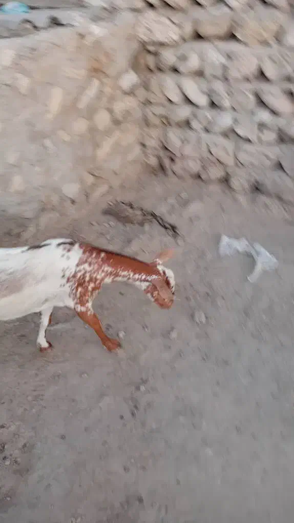 بز دو کهر|حیوانات مزرعه|رویدر, |دیوار