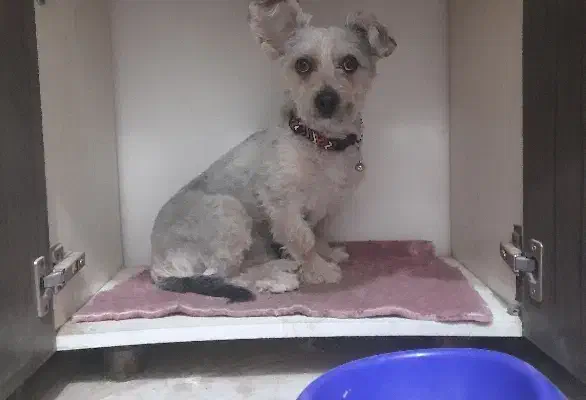 سگ پا کوتاه|سگ|قم, قم نو|دیوار