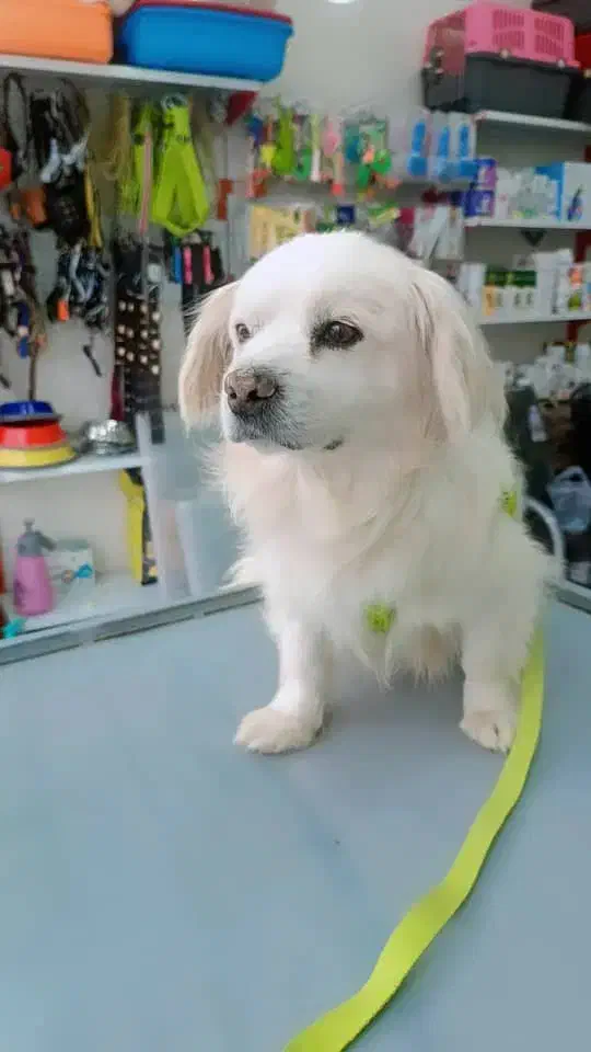 سگ معاوضه|سگ|امیدیه, |دیوار