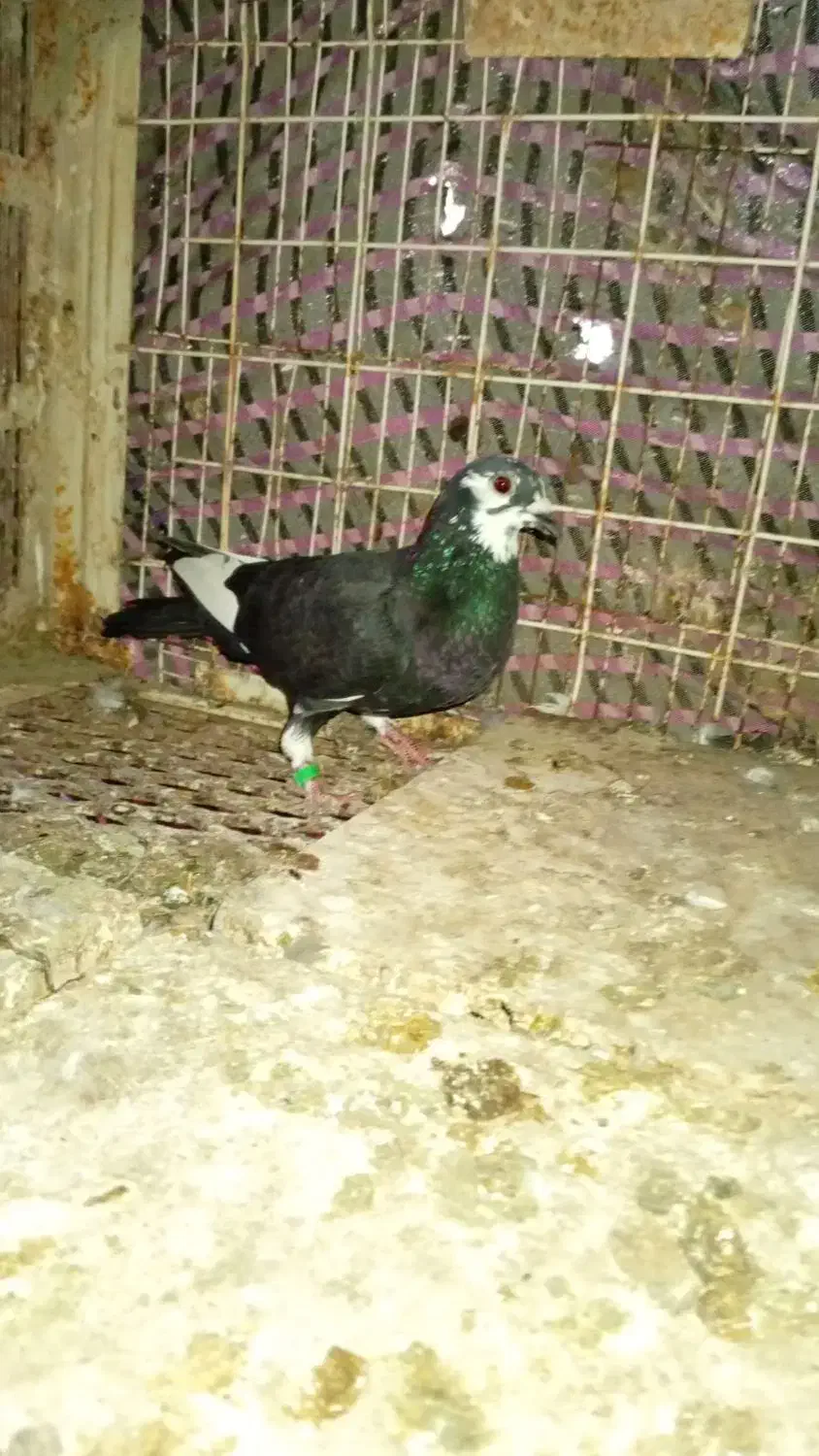 کبوتر|پرنده|کنارک, |دیوار