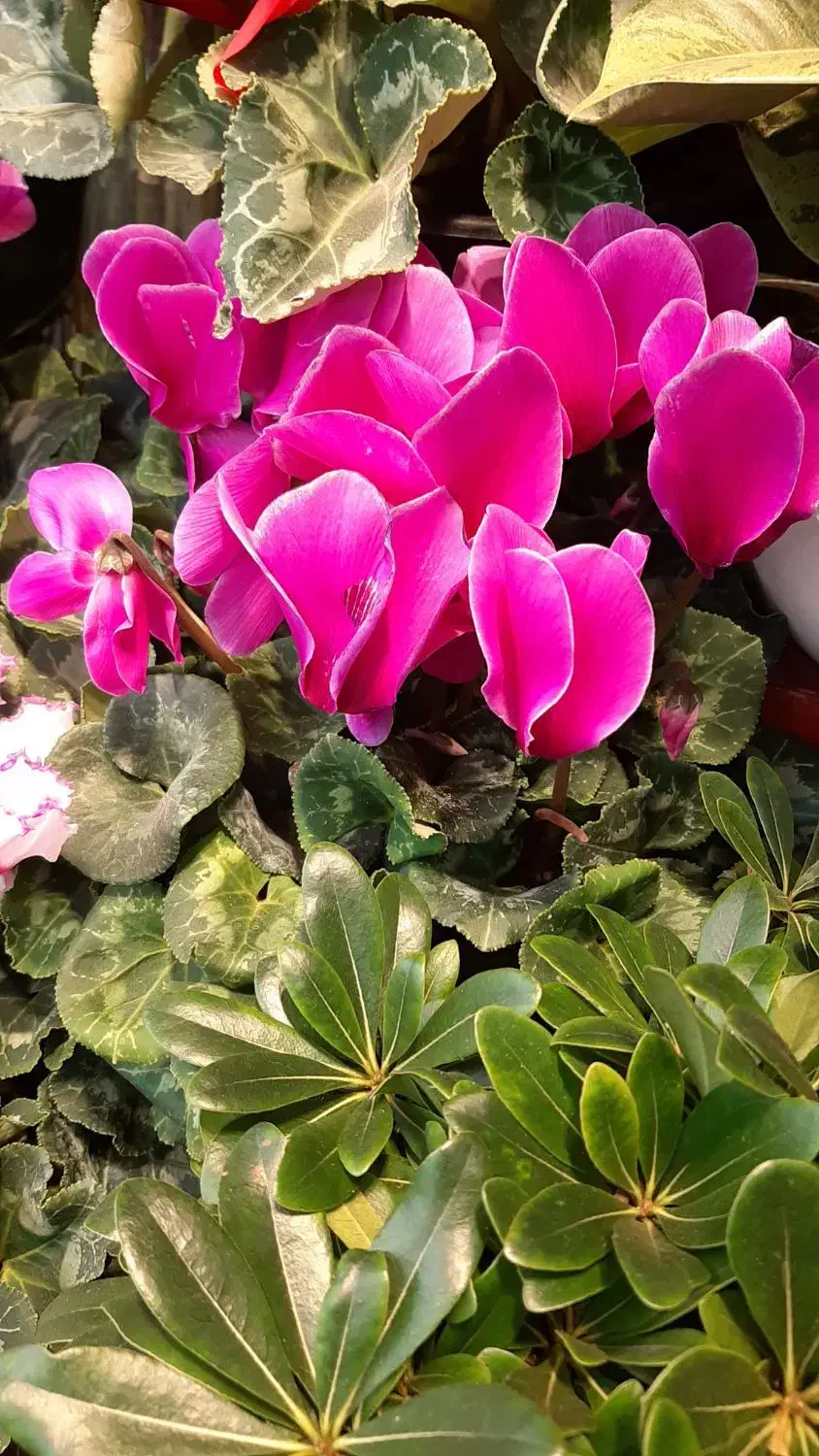 گل سیکلامن/گل گلدار/دائم گل گیاه آپارتمانی|گل و گیاه طبیعی|فردیس, فردیس|دیوار