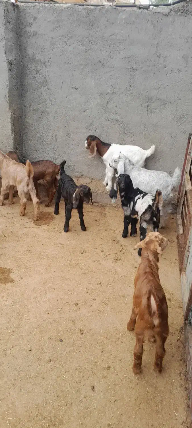 بزو بزغاله فروش|حیوانات مزرعه|آبدانان, |دیوار