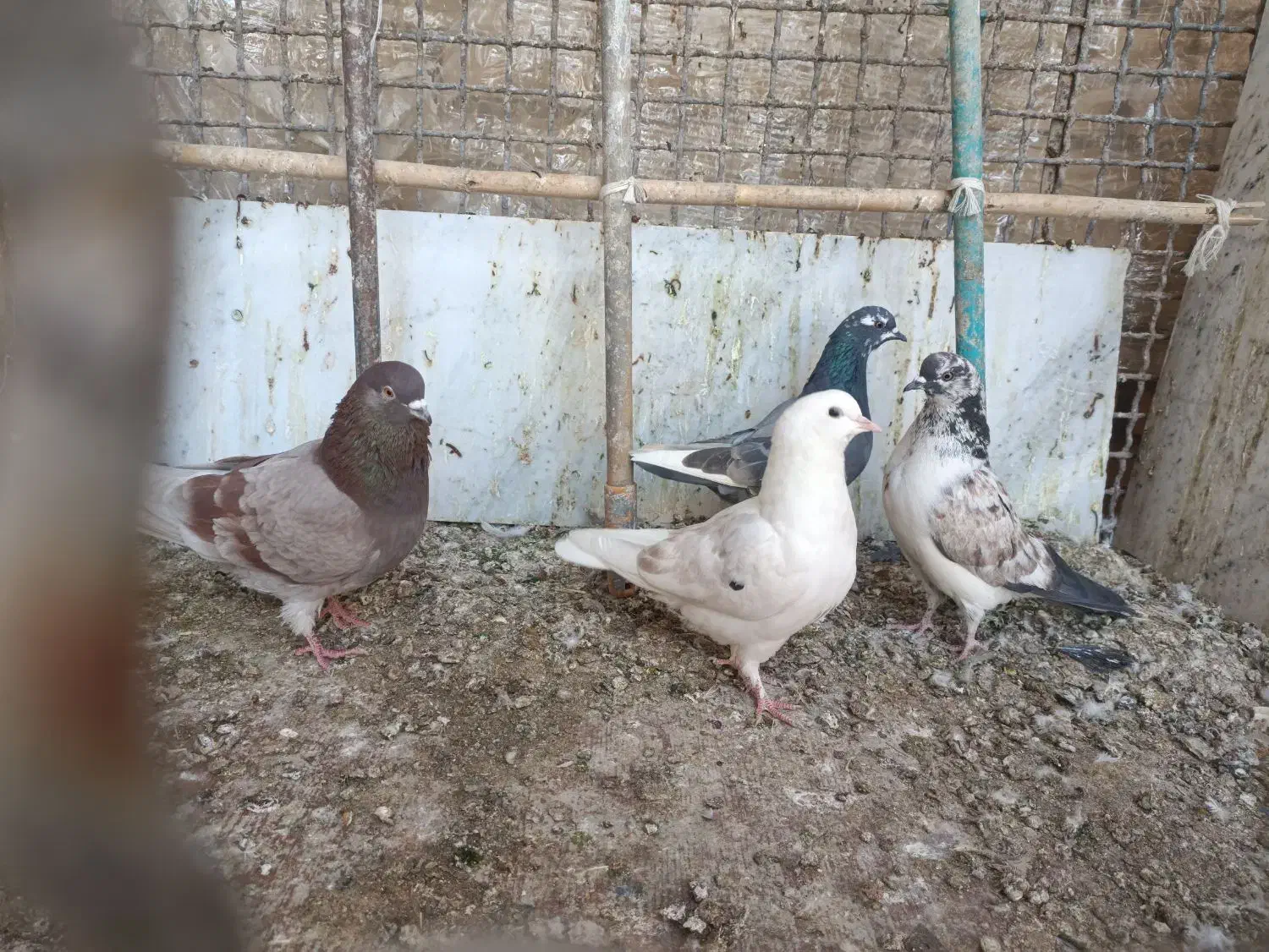 کبوتر|پرنده|آران و بیدگل, |دیوار