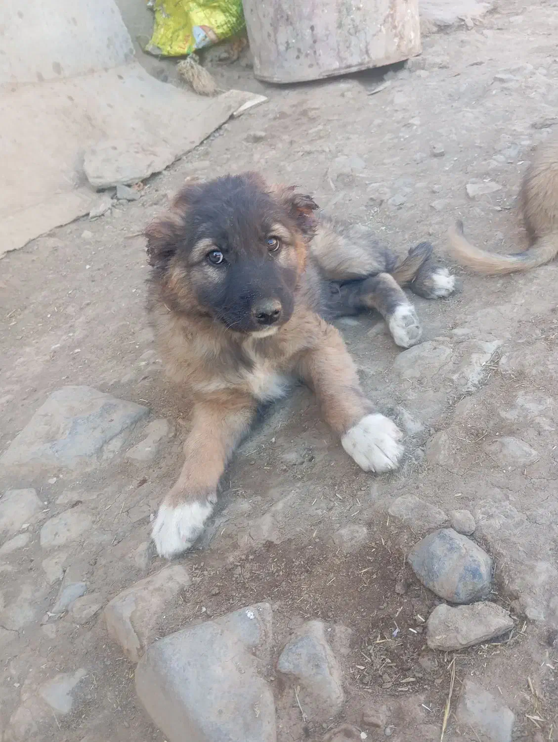 سگ فروشی|سگ|سنندج, |دیوار