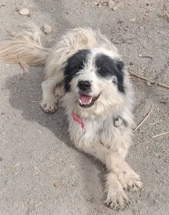 واگذاری سگ قدرجونی نر|سگ|اصفهان, قائمیه|دیوار