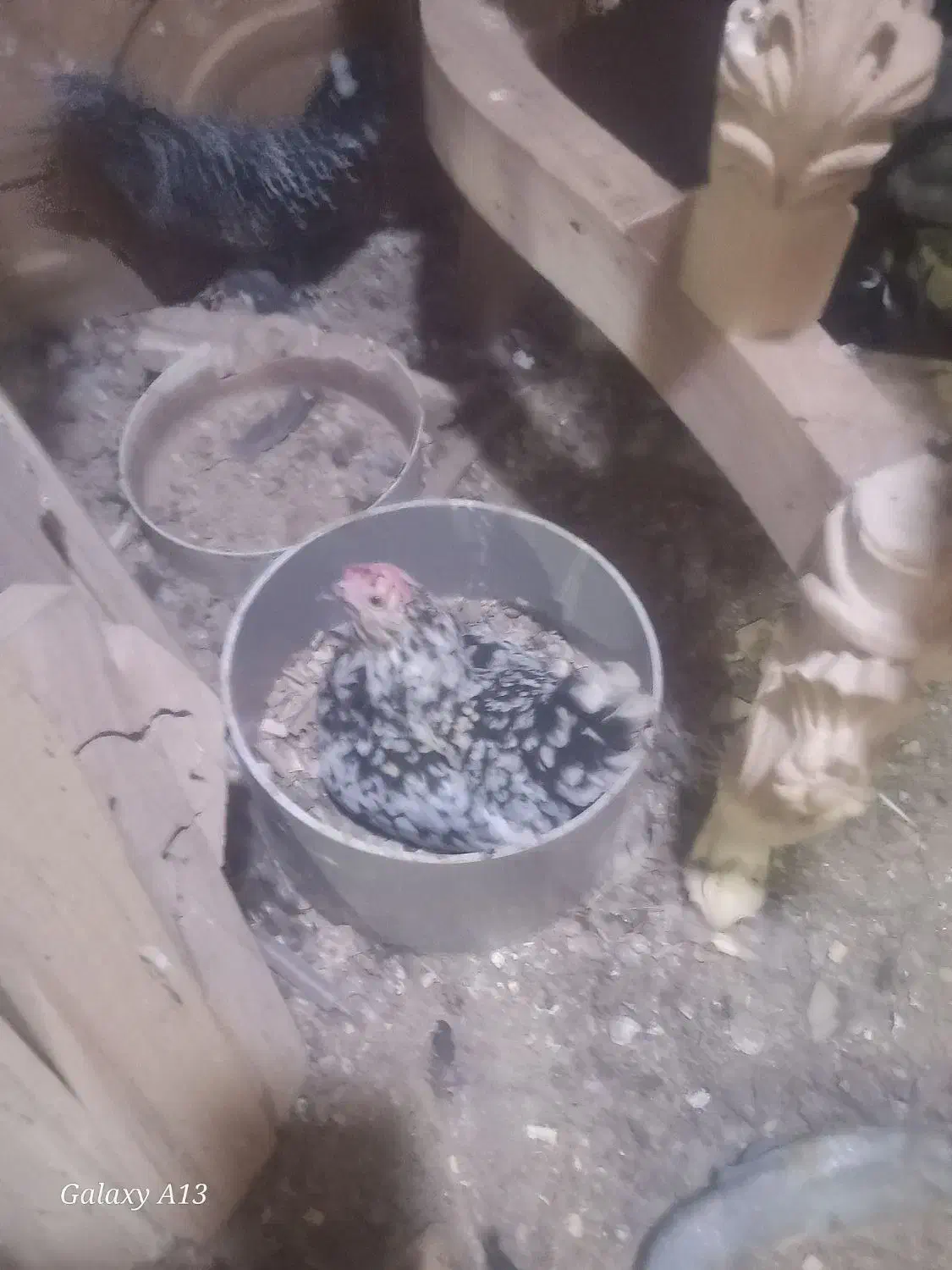 تخم یوسل|حیوانات مزرعه|قم, کوه سفید|دیوار