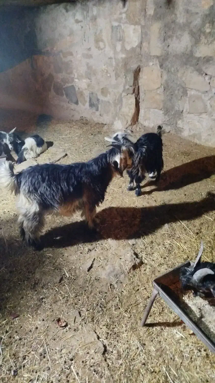 بیگ گل داری|حیوانات مزرعه|لالی, |دیوار