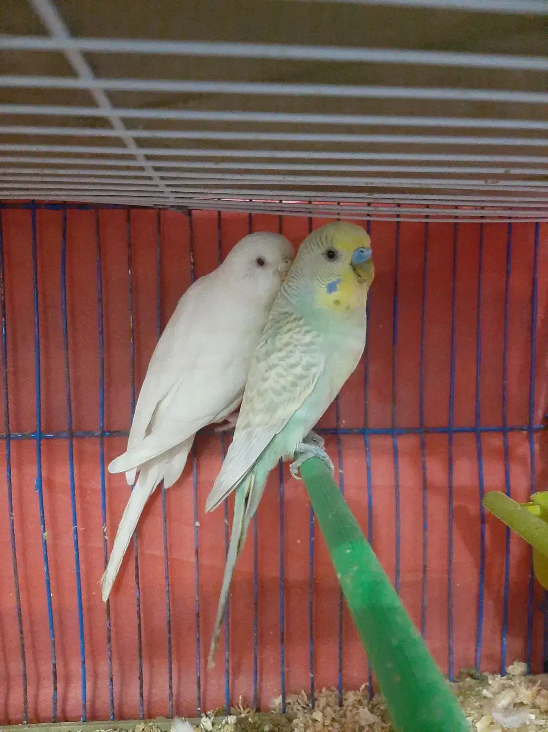 مرغ عشق|پرنده|کارون, |دیوار