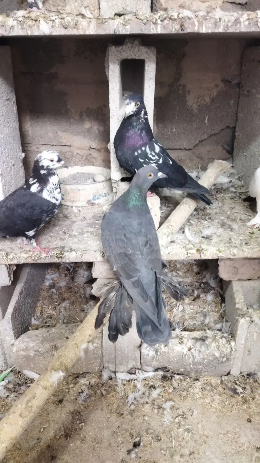 سیاه ماده پا پر گرفتنی|پرنده|باسمنج, |دیوار