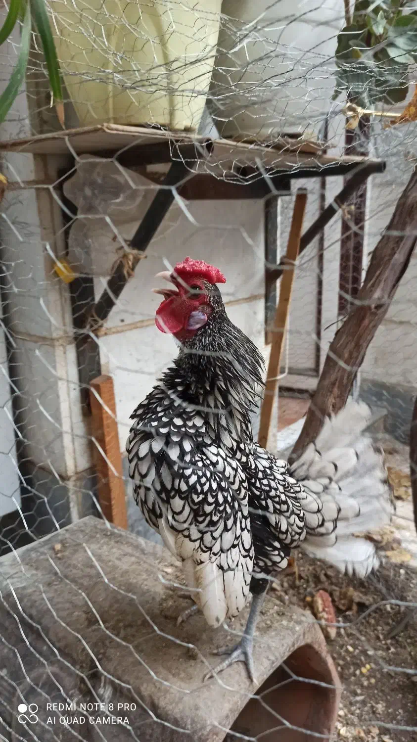 خروس  مینیاتوری|پرنده|اسلام‌شهر, شهرک سالور|دیوار