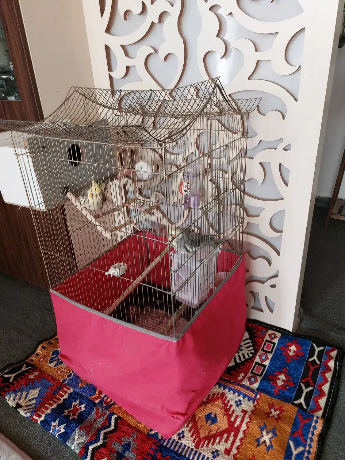 دو عدد عروس هلندی با قفس و جا دونی و جا آبی|پرنده|تبریز, |دیوار