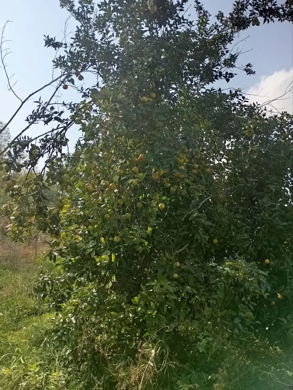 پرتقال محلی|خوردنی و آشامیدنی|رشت, پارک شهر|دیوار