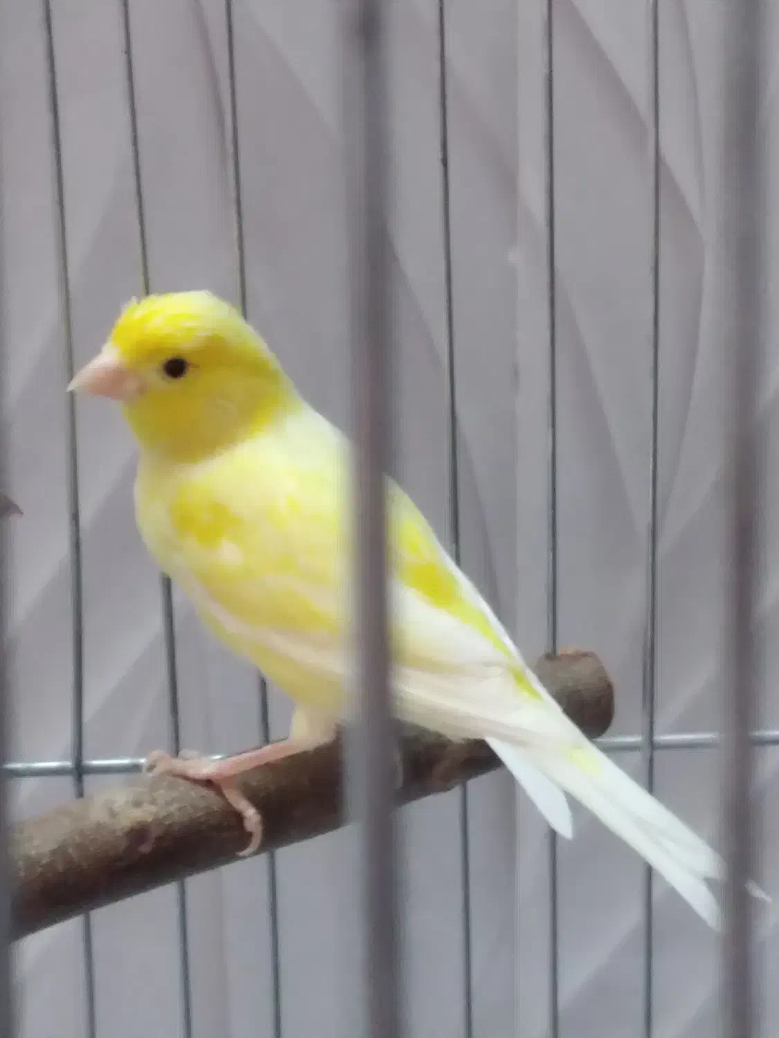 قناری واتر اسلاگر|پرنده|مهدی شهر, |دیوار