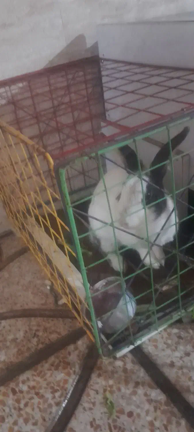 خرگوش خانگی|موش و خرگوش|رباط‌کریم, الارد|دیوار