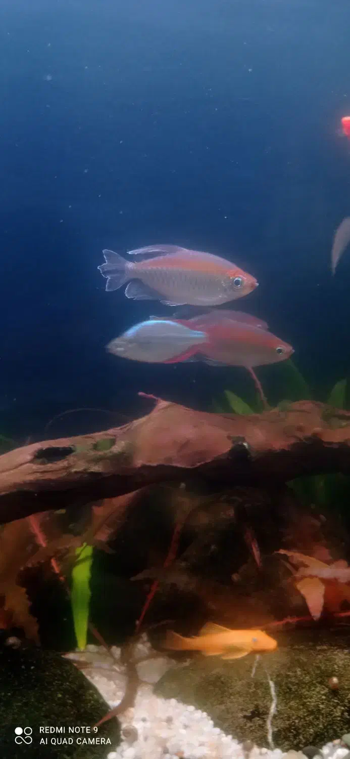 ماهی و گیاه|ماهی|لاهیجان, لیالستان|دیوار