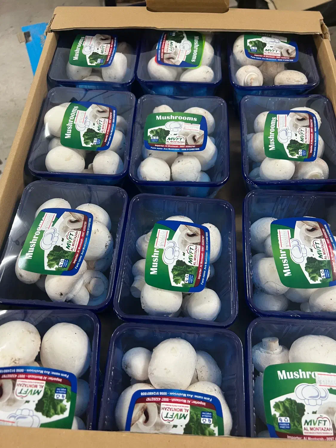 قارچ دکمه ای|خوردنی و آشامیدنی|فردیس, فردیس|دیوار