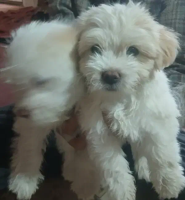 توله سگ پاکوتاه|سگ|زنجان, |دیوار