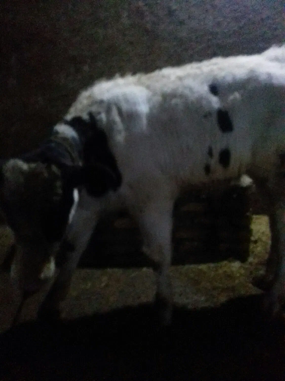 گوساله هلشتاین|حیوانات مزرعه|جونقان, |دیوار