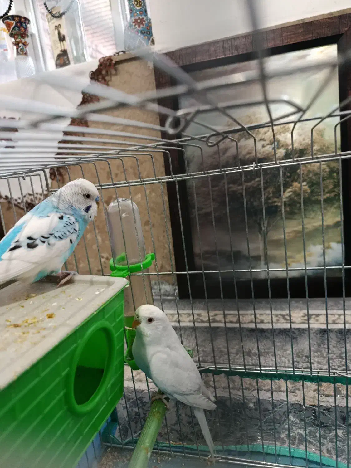 مرغ عشق|پرنده|شیراز, کوشک میدان|دیوار