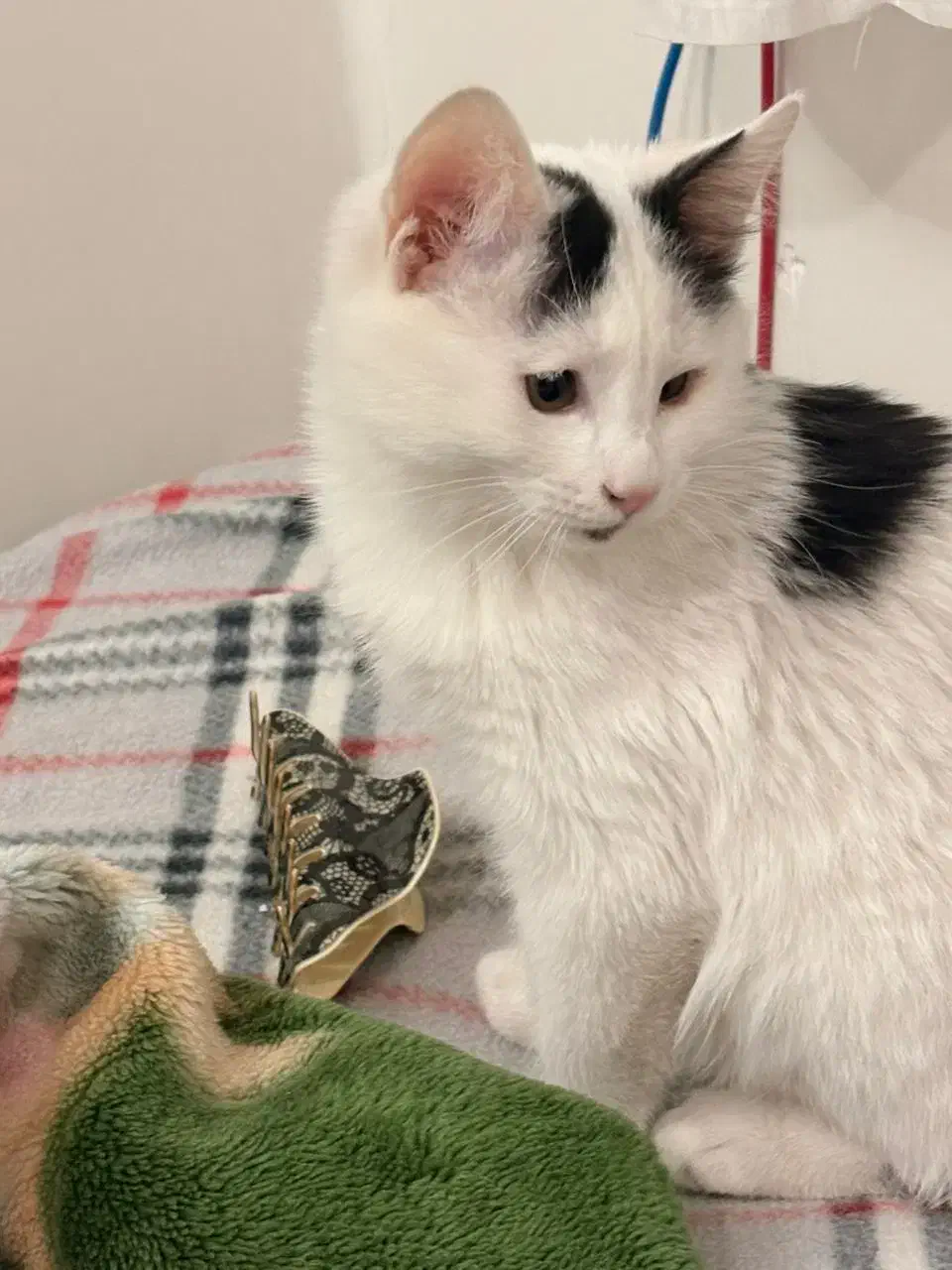 واگذاری رایگان ۲ عدد گربه|گربه|همدان, |دیوار