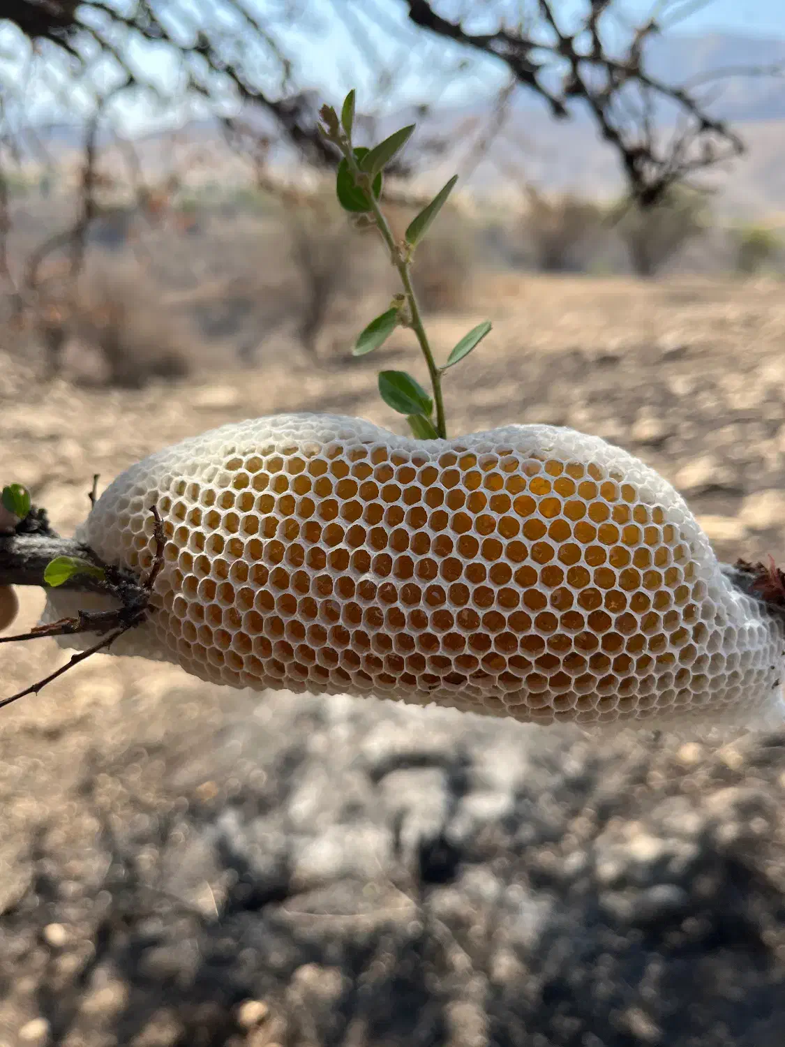 عسل طبیعی کُنار|خوردنی و آشامیدنی|شیراز, حومه شیراز|دیوار