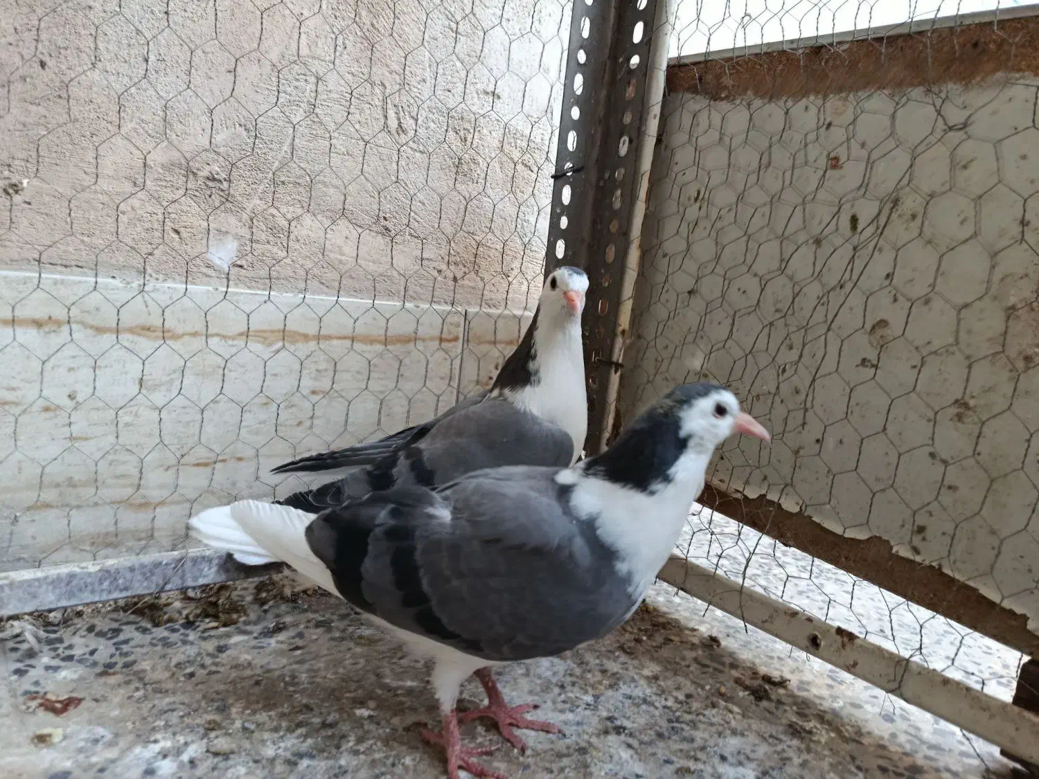 یکجفت نرو ماده با جوجه|پرنده|اصفهان, جاوان|دیوار