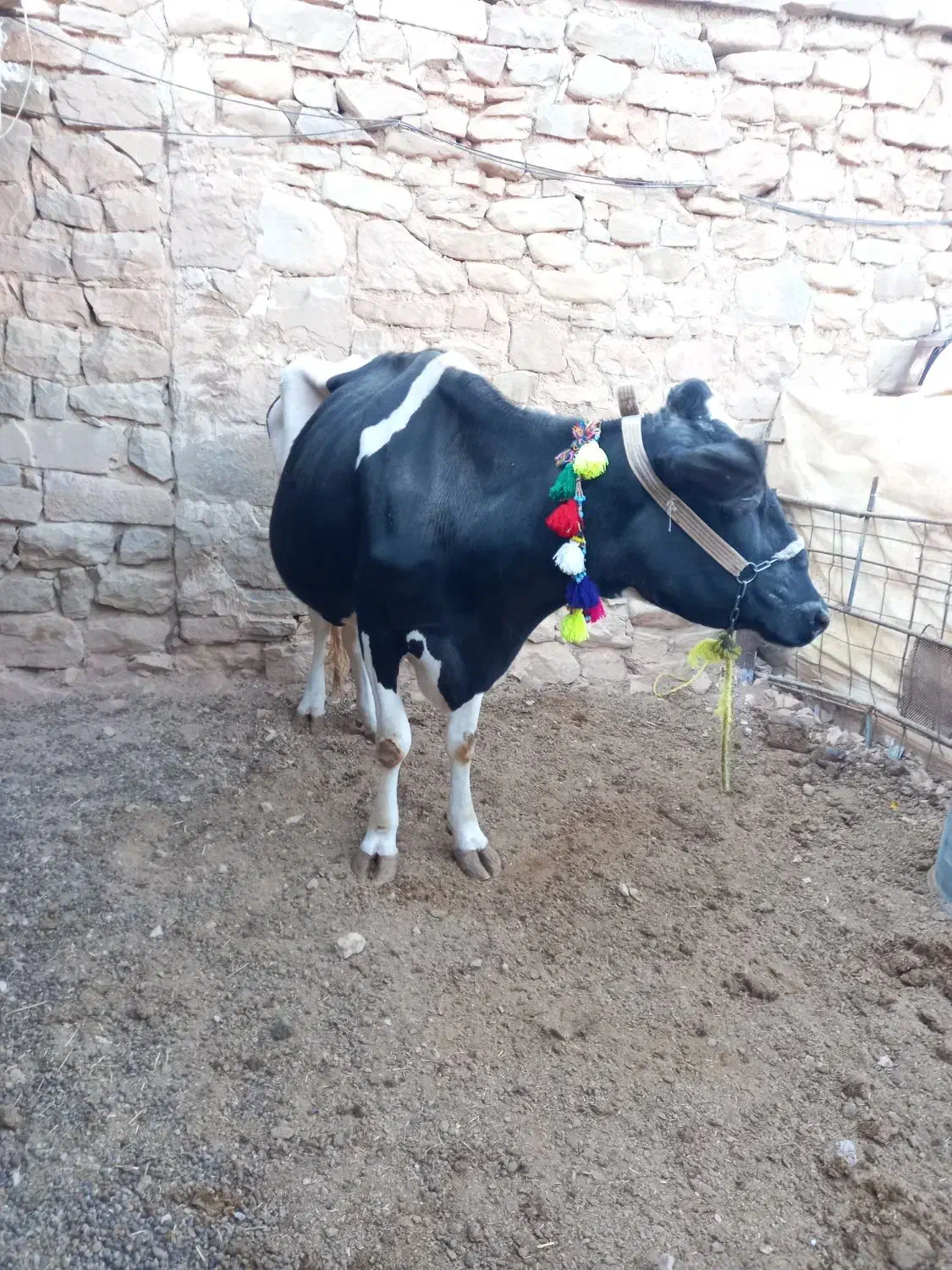 گاو هلشتاین.|حیوانات مزرعه|مسجد سلیمان, |دیوار