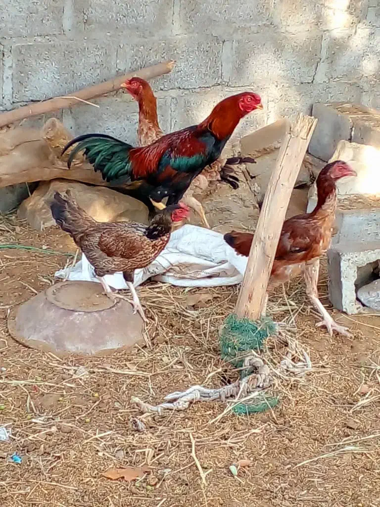 مرغ و خروس اصیل نژاد دار|حیوانات مزرعه|بمانی, |دیوار