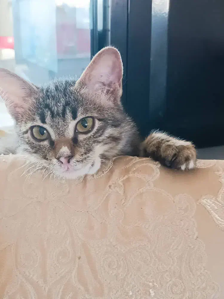 واگذاری گربه|گربه|یزد, |دیوار