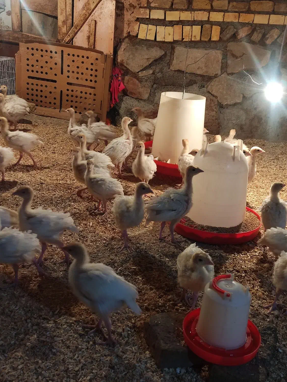 جوجه بوقلمون بیوتی شرکت زرین|حیوانات مزرعه|سبزوار, توحیدشهر|دیوار