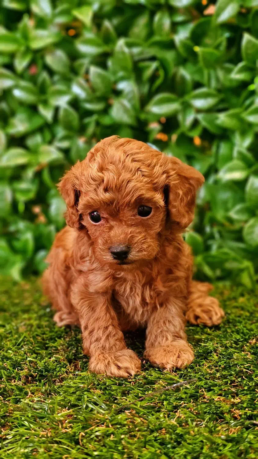 توله سگ پودل|سگ|شیراز, زرهی|دیوار