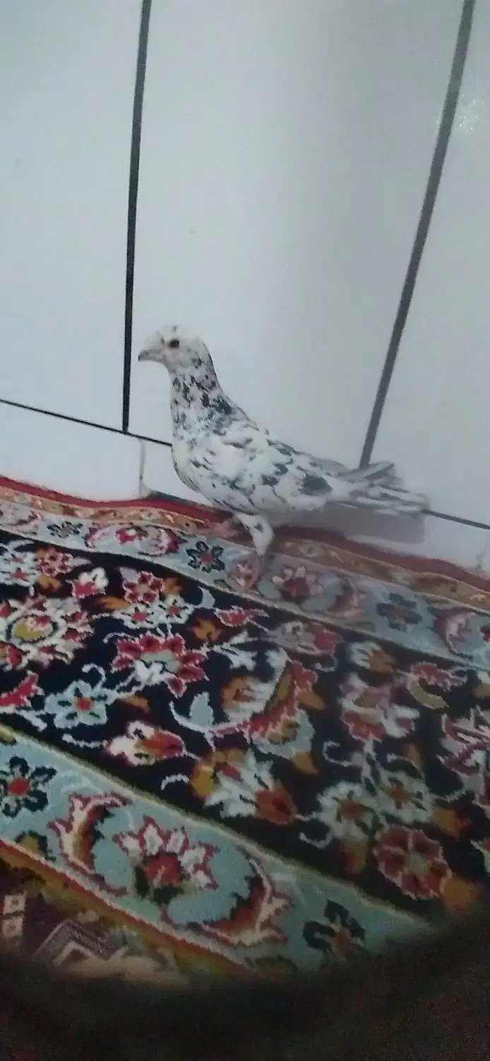 کفتر سار نر|پرنده|تایباد, |دیوار