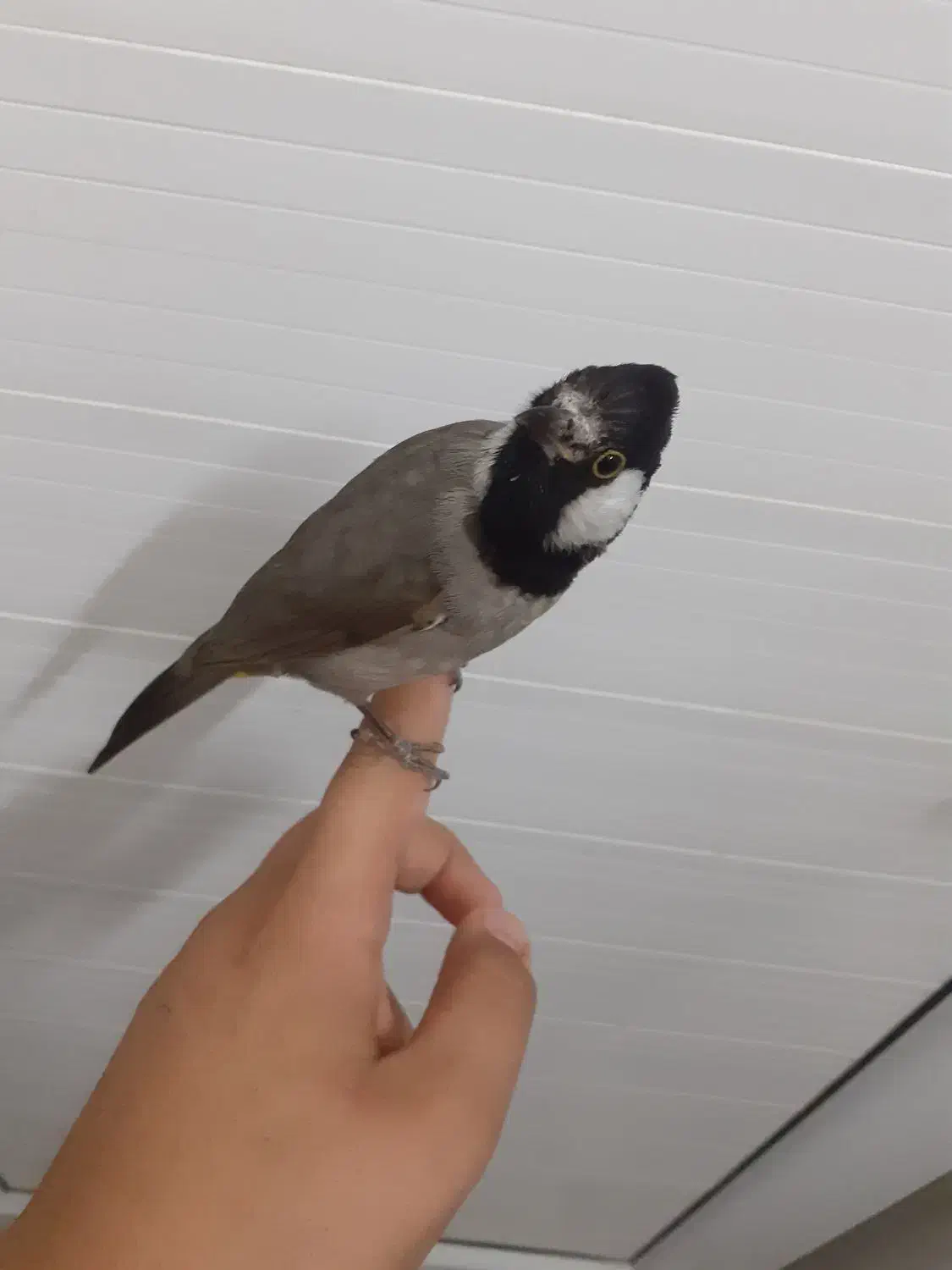 یک عدد قناری در ملاثانی|پرنده|باوی, |دیوار