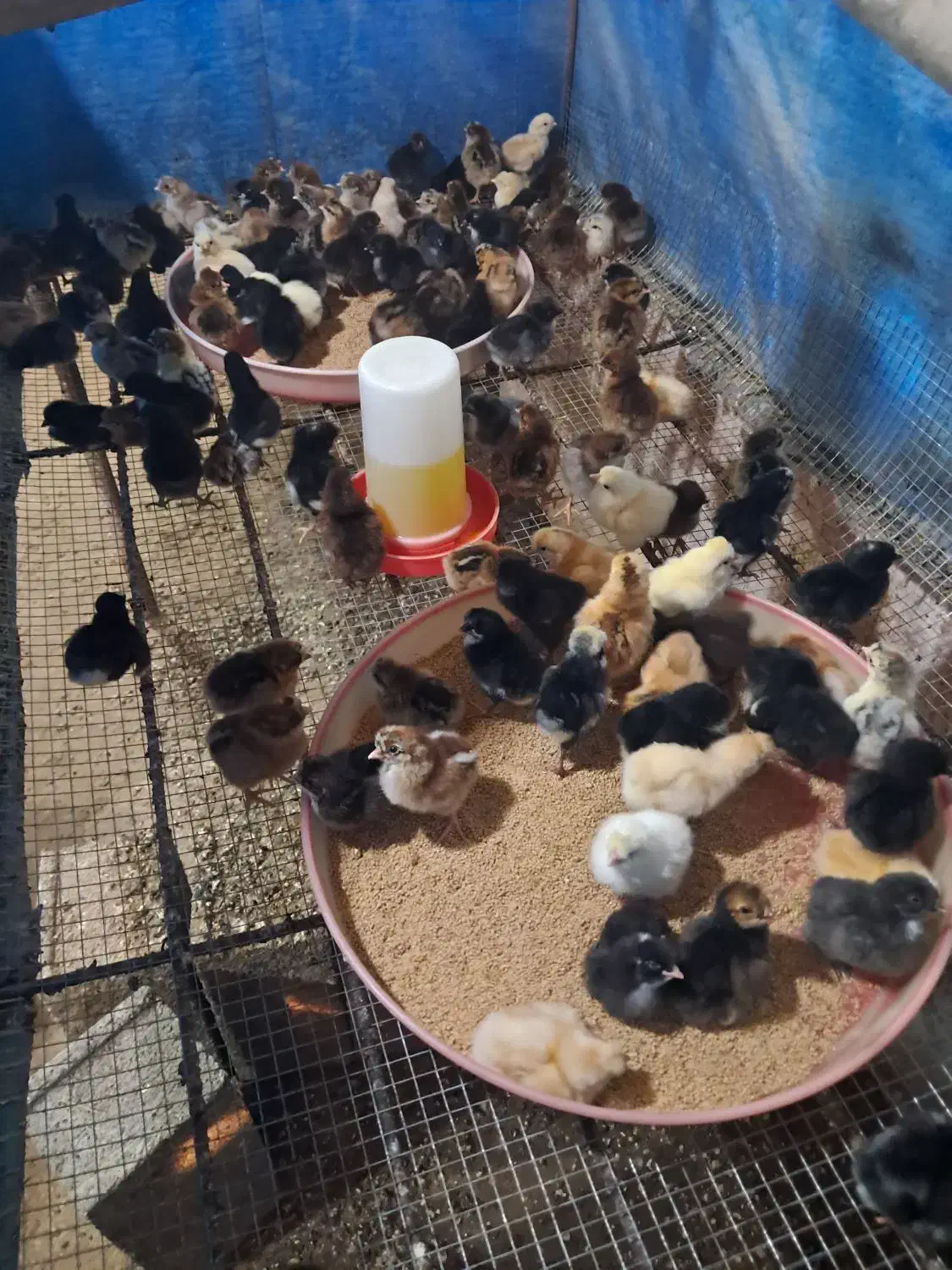 فروش جوجه بوقلمون برنز، بیوتی، اردک و گلپایگان|حیوانات مزرعه|قائمشهر, |دیوار