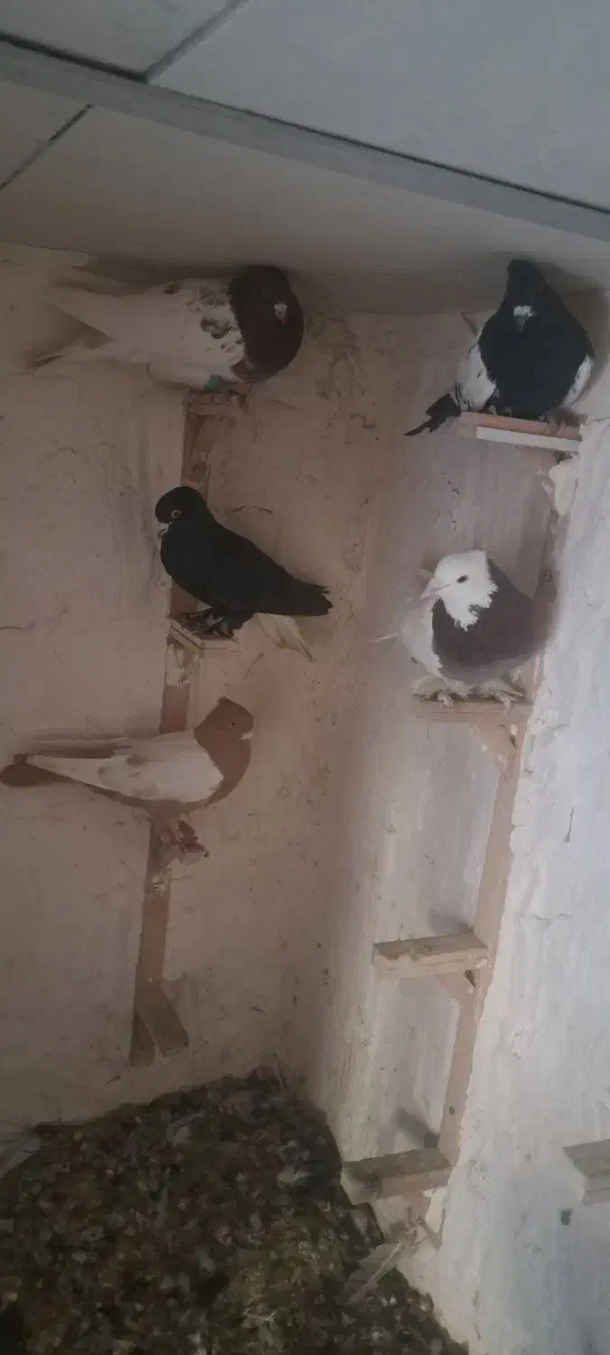 نر پریده کبوتر|پرنده|کرمان, |دیوار