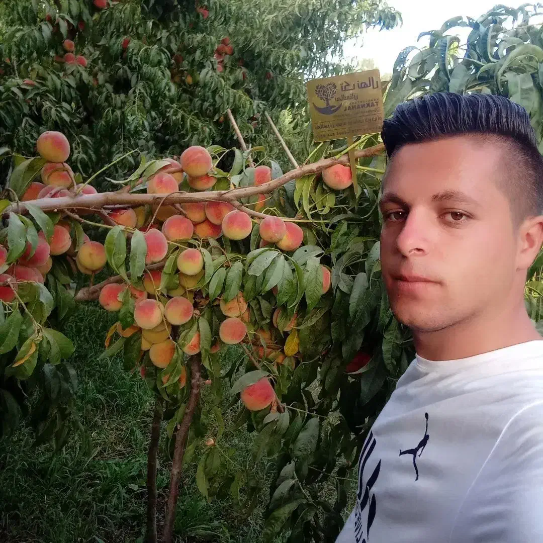 بِه هلو شلیل بادام دیر گل پسته|خدمات باغبانی و درختکاری|اردبیل, |دیوار