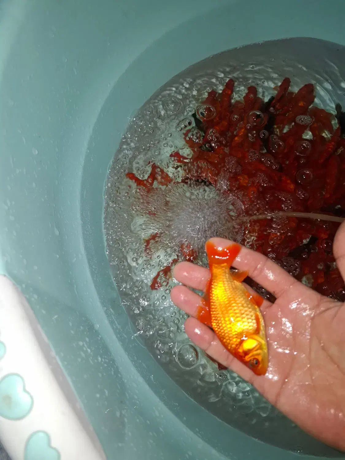 فروش ماهی قرمز/طعمه/شکاف/شکاری/|ماهی|لنگرود, |دیوار