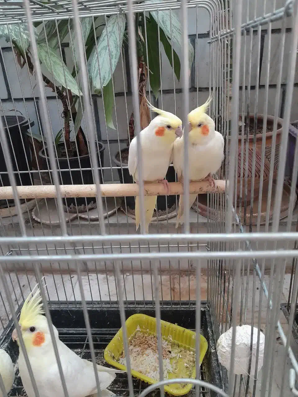 جوجه عروس هلندی لوتینو|پرنده|خمین, |دیوار