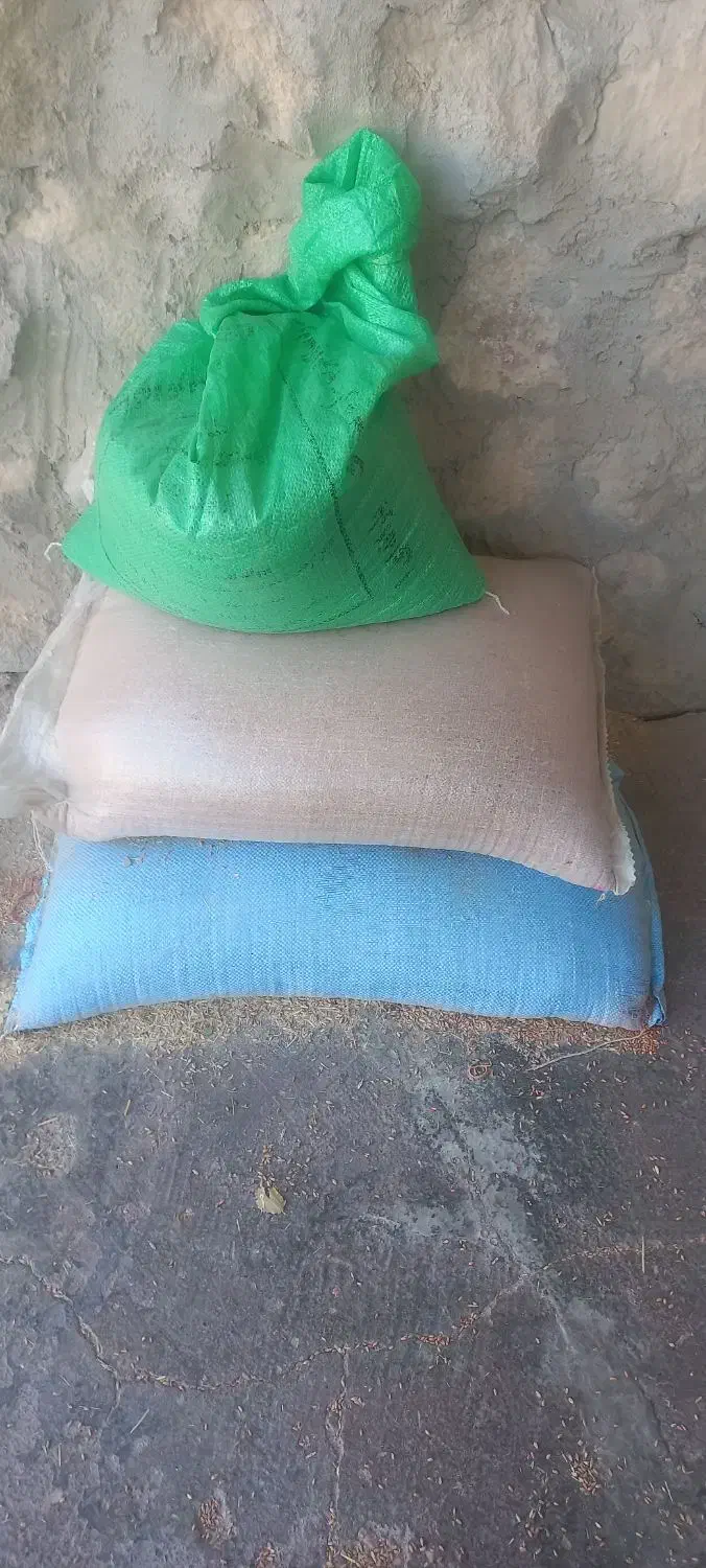 گندم ریژاو ریجاب بذری|خدمات باغبانی و درختکاری|زرنه, |دیوار