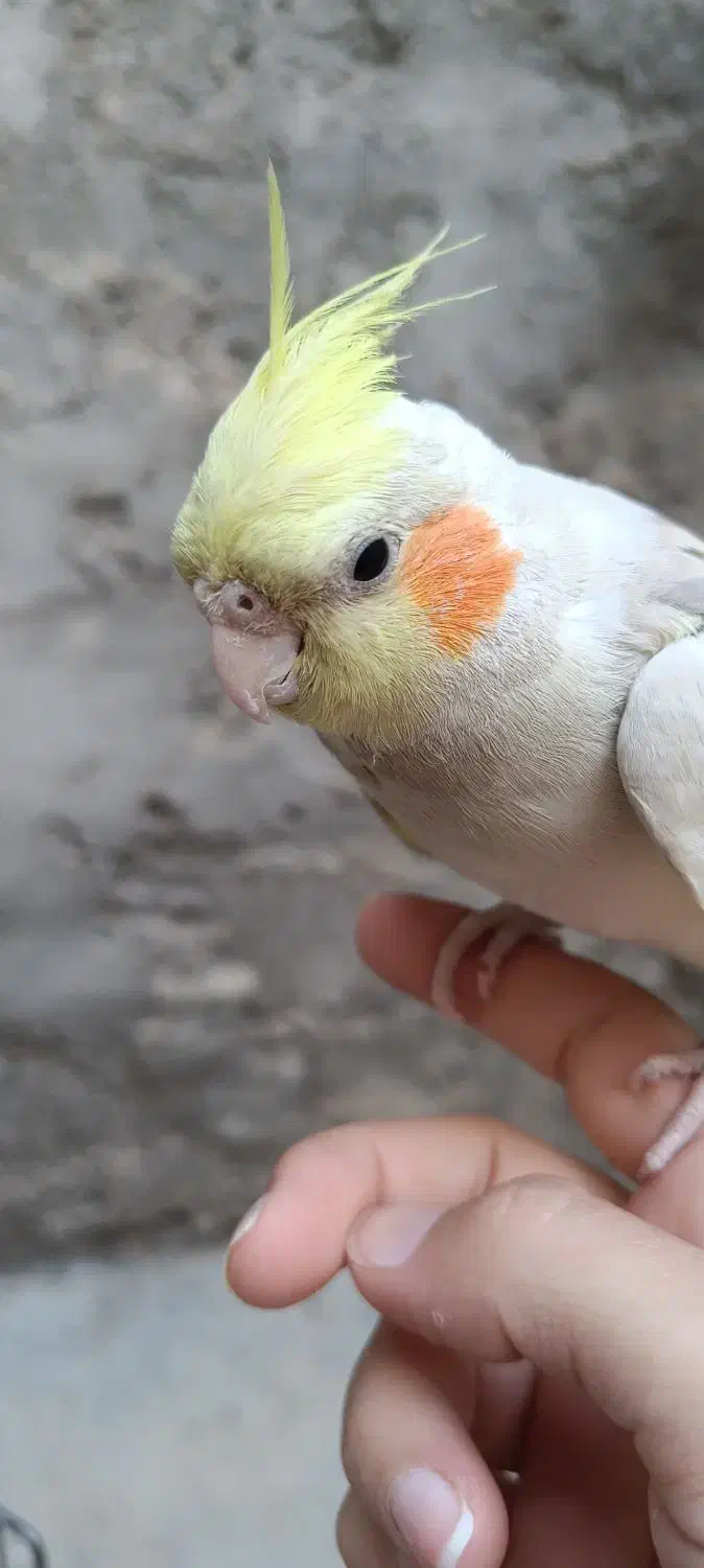 دو عدد عروس هلندی|پرنده|کوهدشت, |دیوار