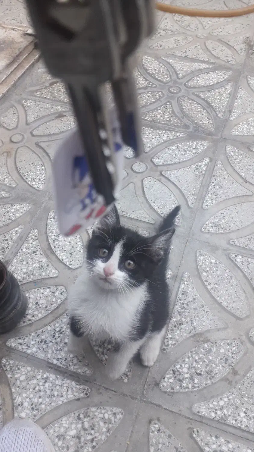 بچه گربه خانگی|گربه|همدان, |دیوار