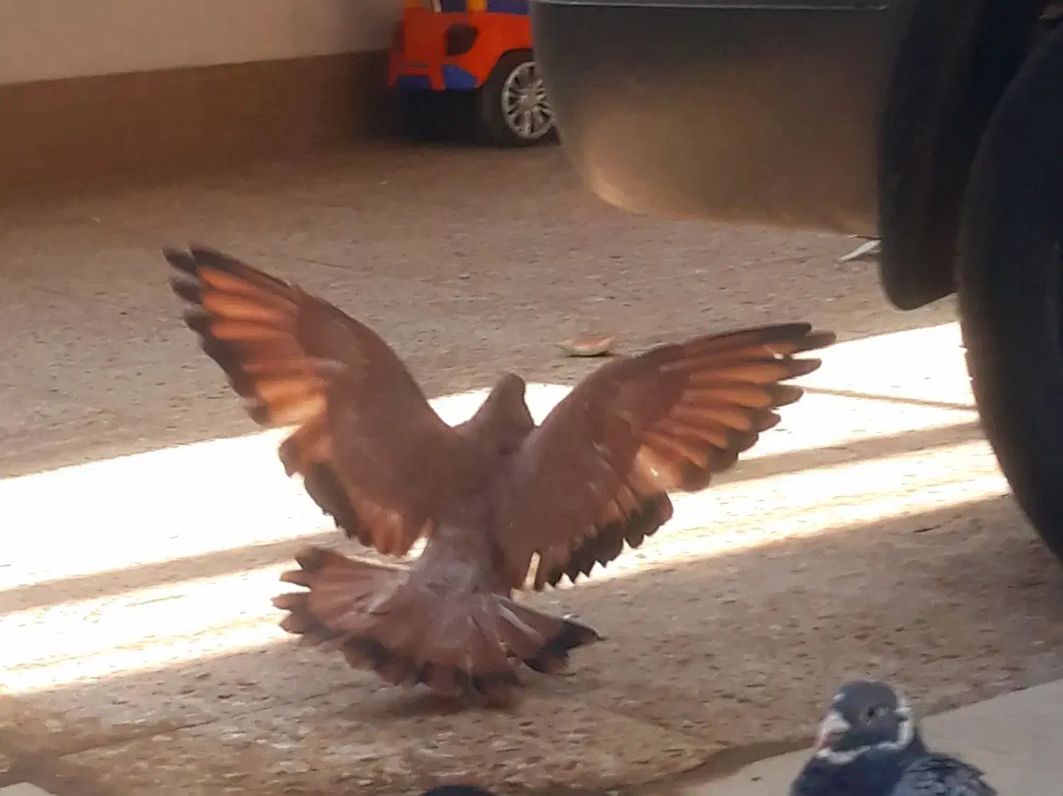 فروش تاپ پرتقالی یتیکه|پرنده|کارون, |دیوار