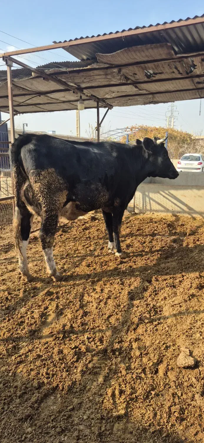 گاو شیری باگوساله سیمینتال ماده|حیوانات مزرعه|تهران, گلستان (شهرک راه آهن)|دیوار