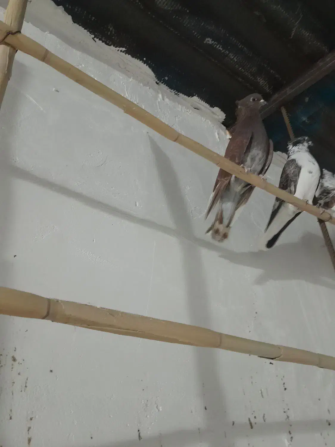 کبوتر کاکل|پرنده|قرق, |دیوار