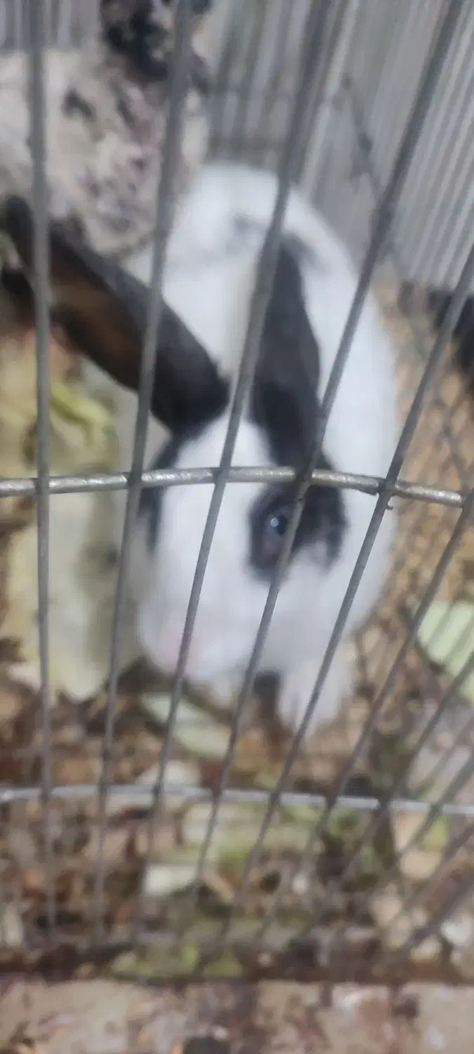 خرگوش معاوضه|موش و خرگوش|سنندج, |دیوار