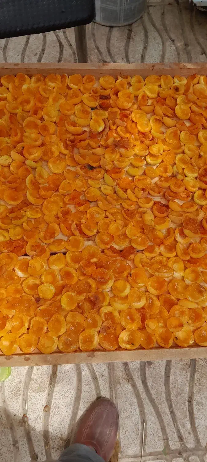برگه زردالو|خوردنی و آشامیدنی|تهران, سلسبیل جنوبی|دیوار