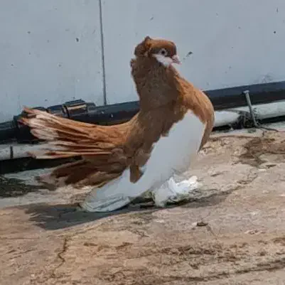 کبوتر یوولگا یولگا زینتی|پرنده|چمستان, |دیوار