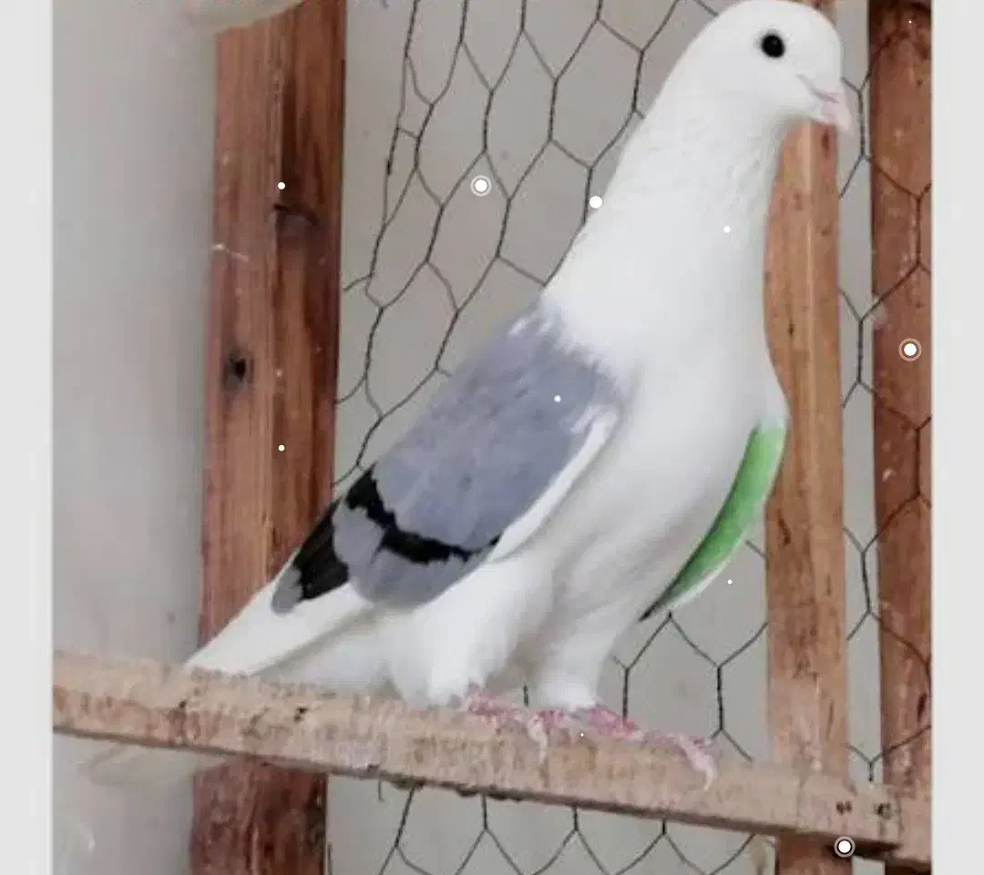 کبوتر گم شده|حیوانات|ابهر, |دیوار