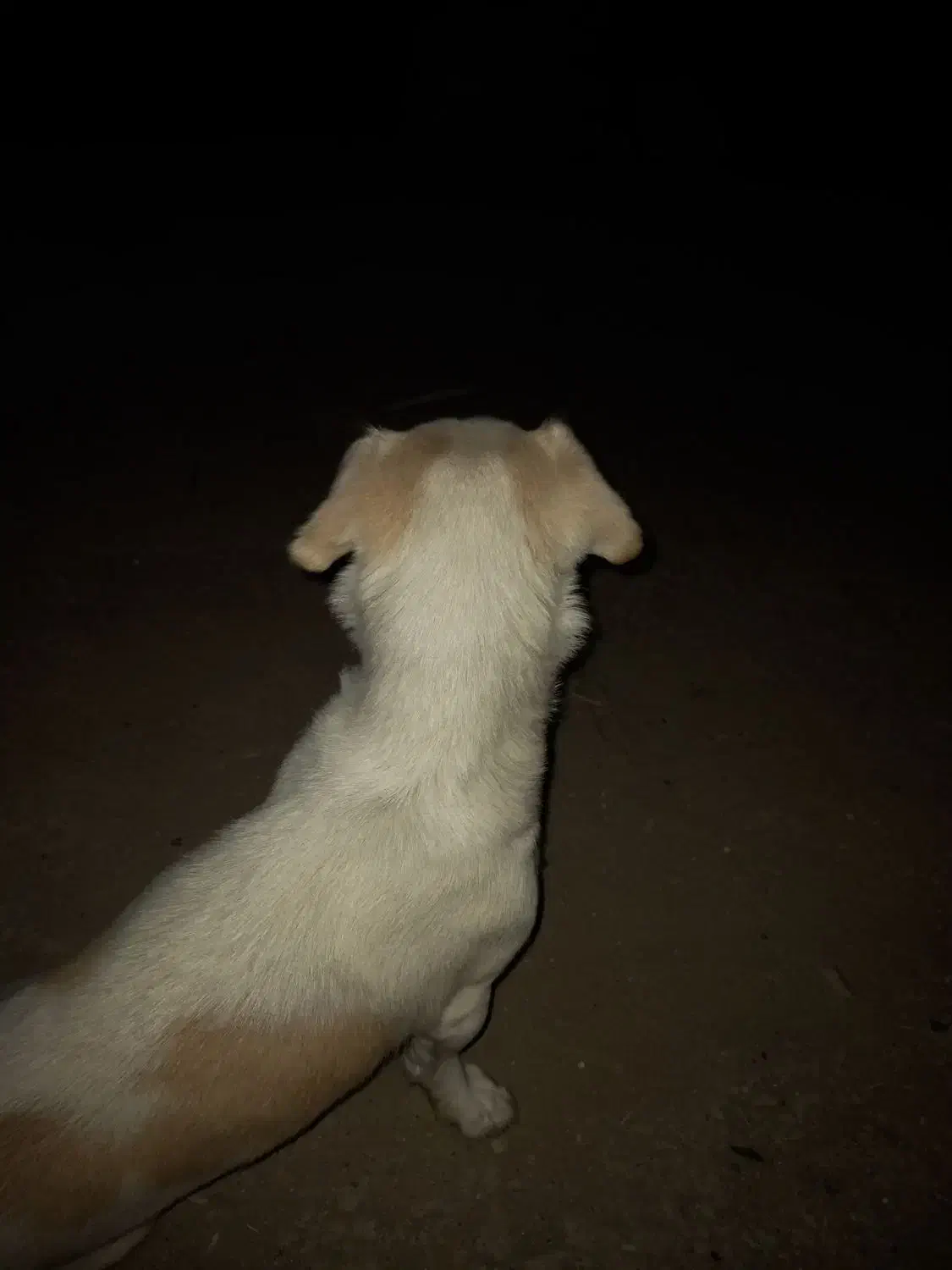 واگذاری سگ|سگ|هشتگرد, شهرک افشاریه|دیوار