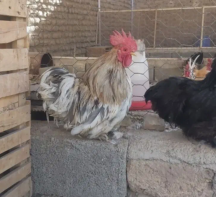 خروس کوشین|حیوانات مزرعه|محمدشهر, زیبادشت|دیوار